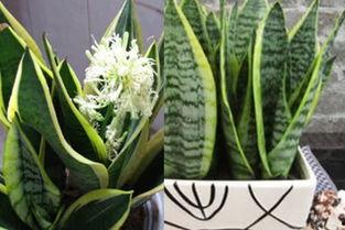 虎尾兰之梦,探寻神秘梦境中的奇幻之旅